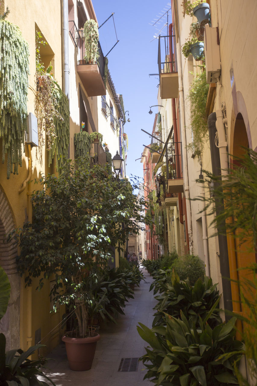 POTTED PLANTS ON STREET AMIDST BUILDINGS