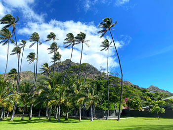 Palm trees on landscape against sky