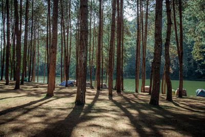 Trees in forest