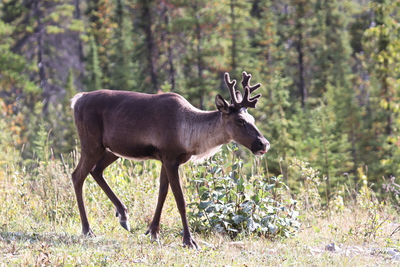 Deer in a forest