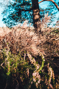 Close-up of grass growing on field