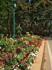 View of flowering plants in park