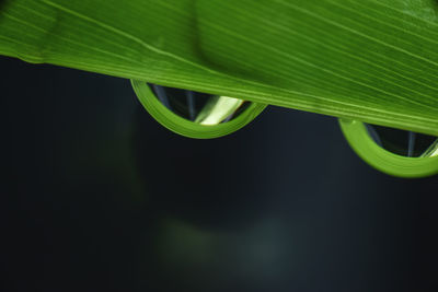 Close-up of green leaves