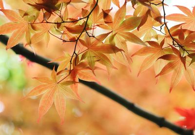 Close-up of maple leaves on tree
