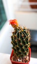 Close-up of cactus plant in pot