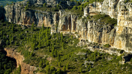 Plants growing on rock