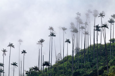 Low angle view of palm trees by mountain against sky