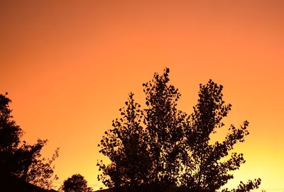 Low angle view of silhouette trees against clear sky