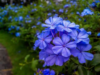 Close-up of purple flowers blooming