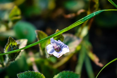 Close-up of blue flowering plant