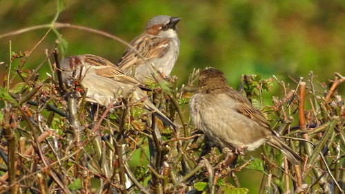 Close-up of birds perching on plant