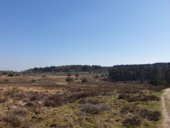 Scenic view of field against clear blue sky