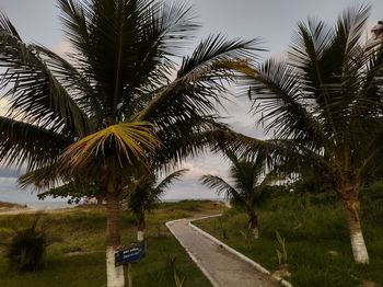 Palm trees against sky