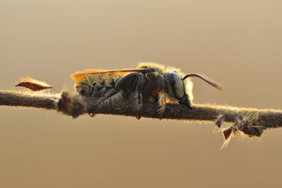 Close-up of bee against blurred background