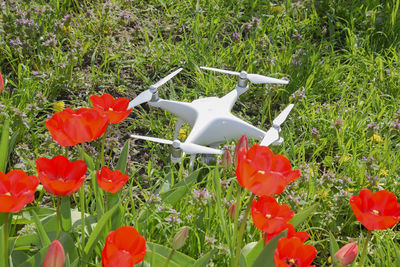 Close-up of flowers growing in field