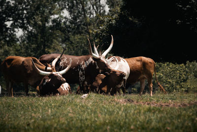 Horses in a field