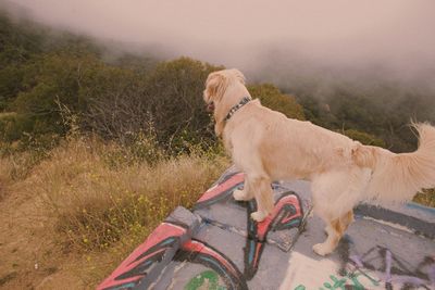 Dog standing on field