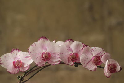 Phalaenopsis shaped like a butterfly