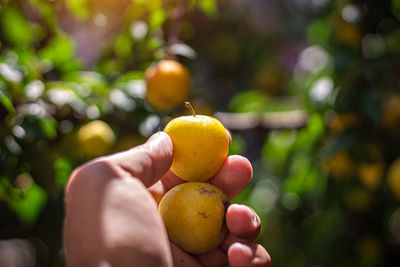 Close-up of hand holding fruits