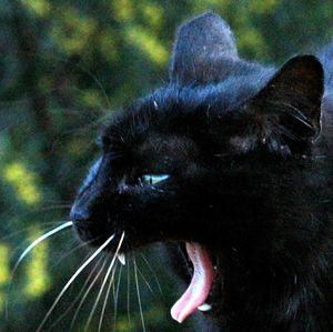 Close-up of cropped object