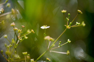 Close-up of plants