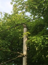 Low angle view of tree