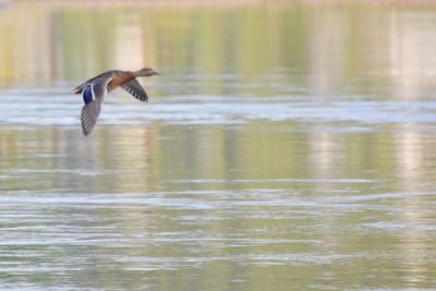 Bird flying over lake