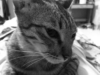 Close-up of cat looking away