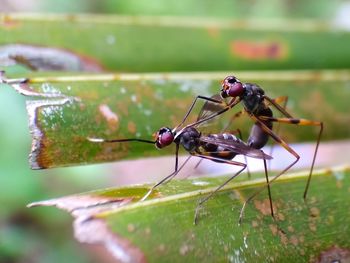 Close-up of insect on plant