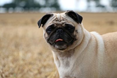 Close-up portrait of dog sitting outdoors