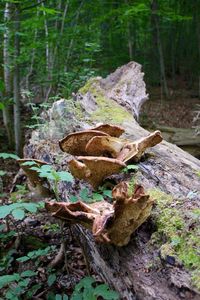 Close-up of mushroom growing on tree stump in forest