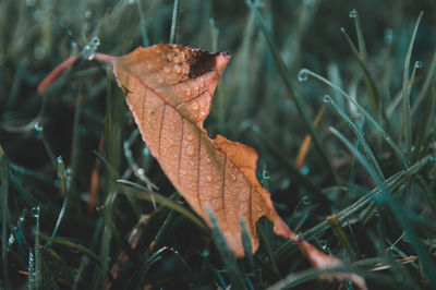 Close-up of autumn leaf on grass