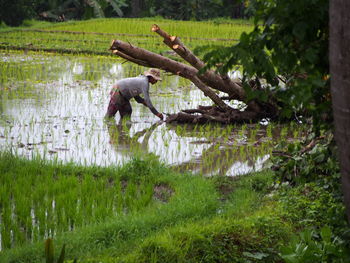 View of horse on field by lake