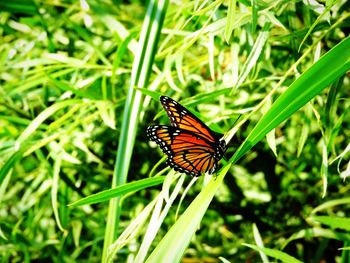 Close-up of butterfly pollinating on grass