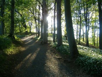 Road passing through forest