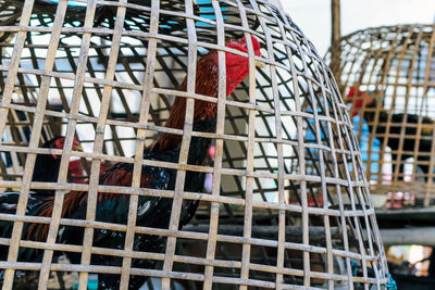 Close-up of bird in cage