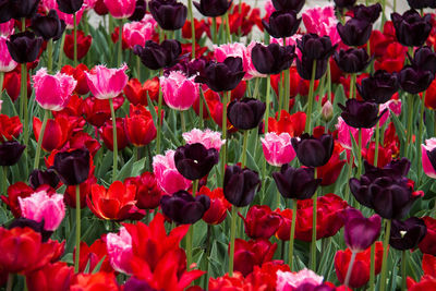 Close-up of red tulips in field