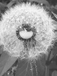 Close-up of dandelion