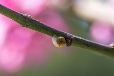 Close-up of pink flower buds growing outdoors
