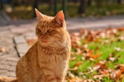 Cat looking away