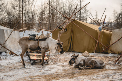 View of horse cart on field