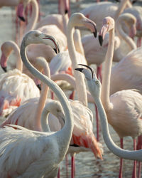 Close-up of flamingoes in lake