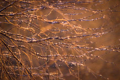 Close-up of water drops on leaf