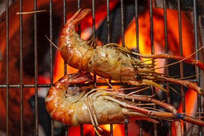 Close-up of crab on barbecue grill