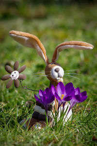 Close-up of purple crocus flowers on field