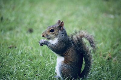 Close-up of squirrel on rock