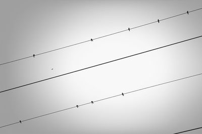 Low angle view of birds perching on power line