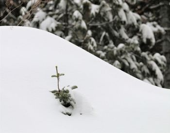 Close-up of snow on tree