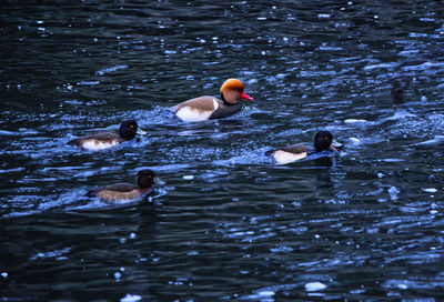 Ducks swimming in lake