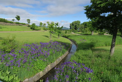 Scenic view of flowering plants on field against sky